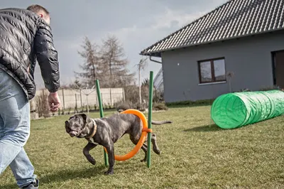 Akademia Pupila - szkolenie psów. Behawiorysta psów i kotów w Opolu.